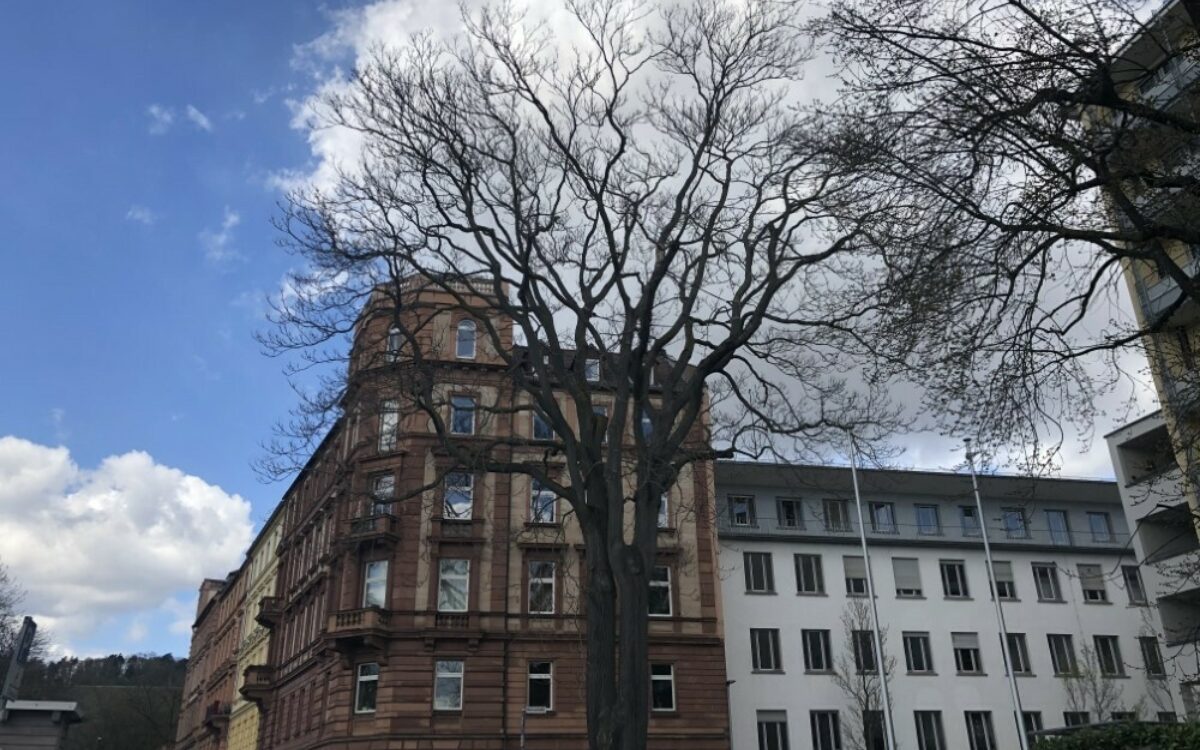 Der Götterbaum auf dem Gelände des Juliusspital Würzburg Der Götterbaum auf dem Gelände des Juliusspital Würzburg